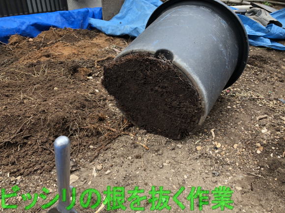 ガーデニング用土の回収時、根を抜く作業　東大阪市