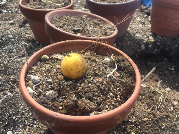 植木鉢に植えた梅の実
