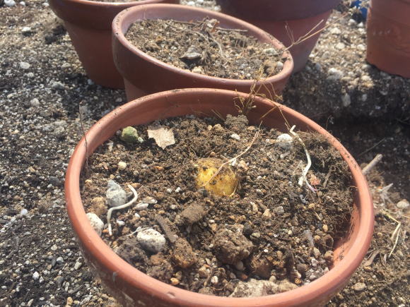 植木鉢に植えた梅の実