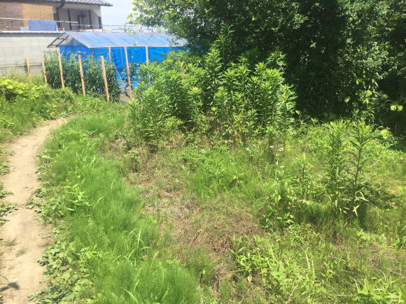 河南菜農園