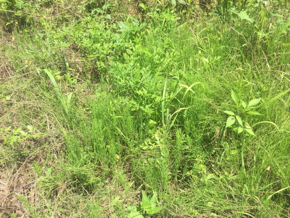 河南菜農園