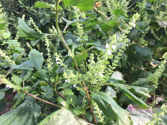 しその花